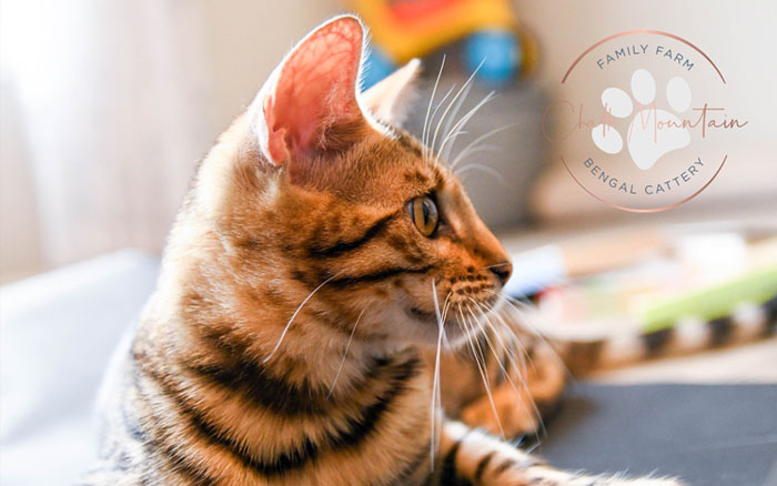 bengal kitten for sale